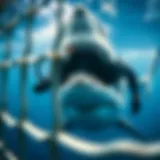 A diver observing a great white shark through the cage