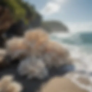 Coral bleaching event illustrating the impact of climate change.