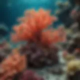 Vibrant coral formations teeming with marine life.