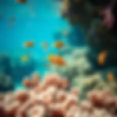 Underwater Marine Life in El Gouna An underwater shot revealing colorful marine life thriving in the coral reefs