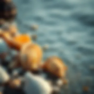 Close-up of seashells on the beach with water in the background