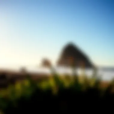 Protecting Paradise: Environmental Stewardship at Santa Cruz Environmental conservation efforts along Santa Cruz beaches