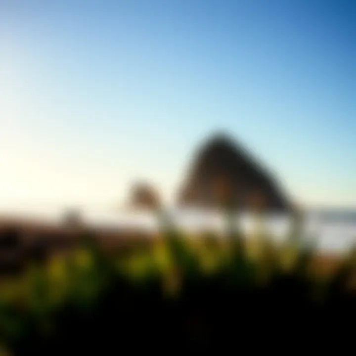 Protecting Paradise: Environmental Stewardship at Santa Cruz Environmental conservation efforts along Santa Cruz beaches