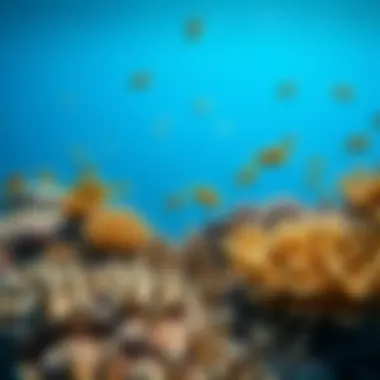 Diverse marine life in the Great Barrier Reef