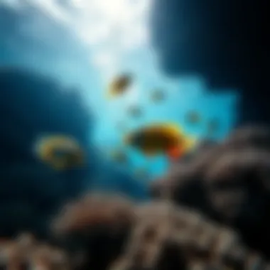 Underwater ecosystem showcasing vibrant fish