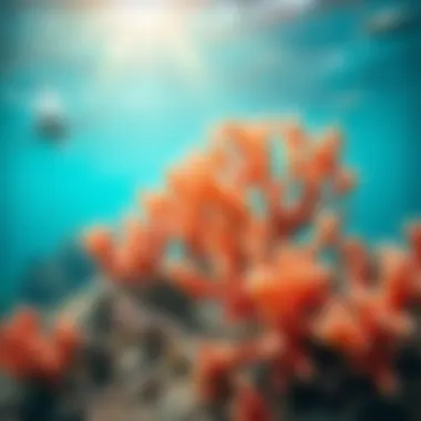 Vibrant coral formations in the Great Barrier Reef