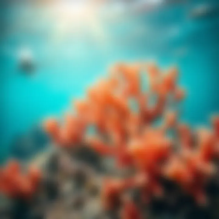 Vibrant coral formations in the Great Barrier Reef