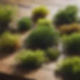 A vibrant variety of fresh seaweed types on a wooden table.