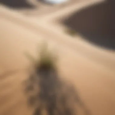 A close-up of sand dunes with native vegetation, highlighting ecological diversity.