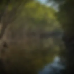 Scenic view of Rio Lagartos' vibrant mangroves