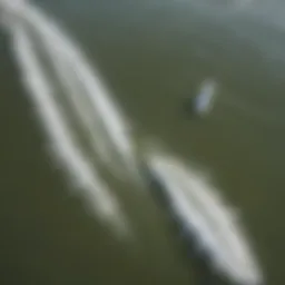 Aerial view of the surf park with surfers riding waves