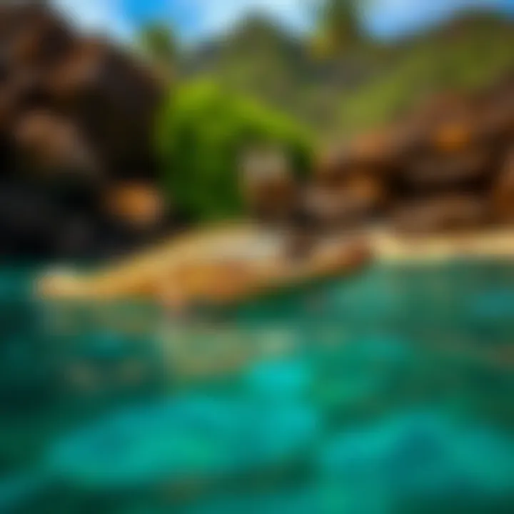 Local Wildlife of Ke Iki Beach A diverse range of local wildlife found along the coastline of Ke Iki Beach.