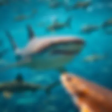 Diverse Shark Species in Miami's Waters A vibrant underwater scene showcasing a variety of shark species in Miami's waters