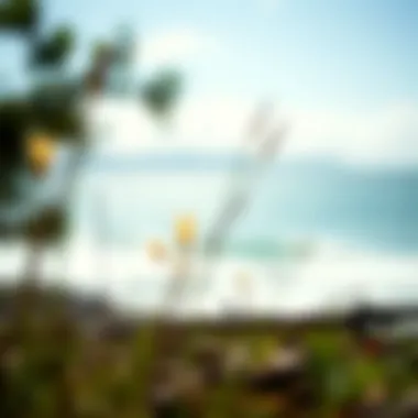 Close-up of nature showcasing its calming effects