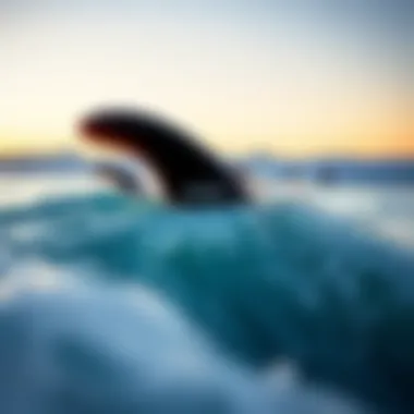 Visual representation of surf performance influenced by fin choice