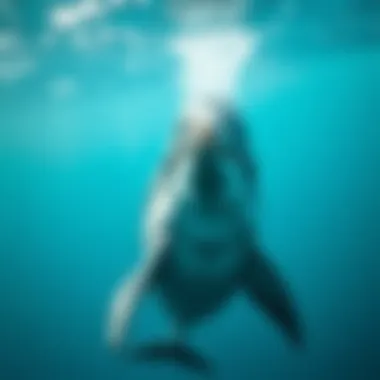 The Art of Dolphin Communication Dolphins communicating through clicks and whistles