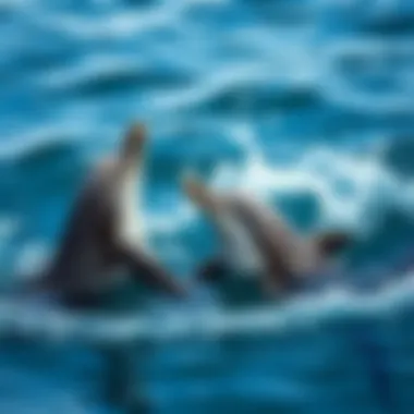 Joyful Encounters: Dolphin Playfulness Dolphins engaging in playful behavior
