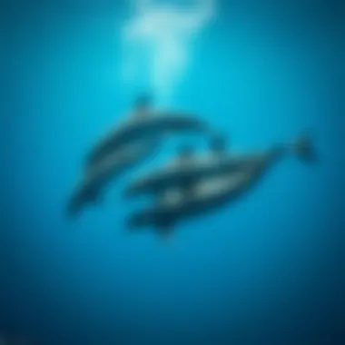 Unity in Motion: Dolphin Pod Dynamics A pod of dolphins swimming gracefully together