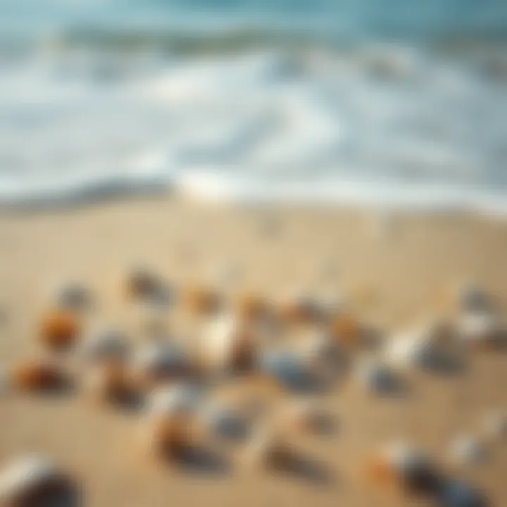 Nature's Art on the Shore Shells scattered on a sandy beach with gentle surf