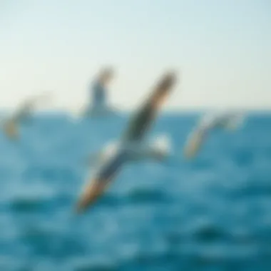 Seagulls in Tranquil Flight Seagulls soaring gracefully over tranquil waters