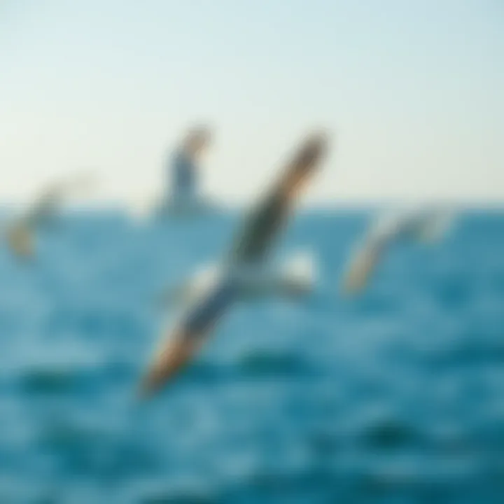 Seagulls in Tranquil Flight Seagulls soaring gracefully over tranquil waters