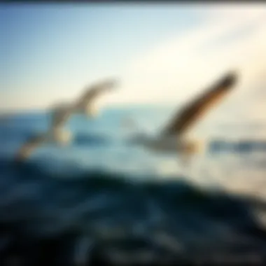 Seagulls in a Peaceful Seascape Seagulls flying over a tranquil seaside landscape